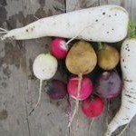 Radieschen und seine Verwandten © Bio Forschung Austria