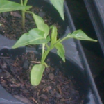 Junger Paprika bereit fürs Übersiedeln in den Garten © Bio Forschung Austria