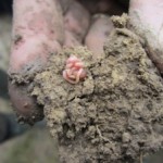 Regenwürmer zählen mit zu den wichtigsten Bodentieren © Bio Forschung Austria