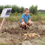 Erdäpfelernte © Bio Forschung Austria