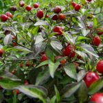 reife Chillibeeren © Bio Forschung Austria