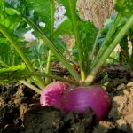 Dank ihres flotten Wachstums kann man Radieschen auch noch nach dem Sommer anbauen © Bio Forschung Austria