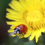 Marienkäfer - ein wichtiger Nützling da Blattlausfressfeind © Bio Forschung Austria