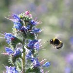 Mehr als 90 Wildbienenarten tummeln sich hier © Bio Forschung Austria