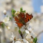 Wildbienen und Schmetterlinge ernähren sich von Nektar© Bio Forschung Austria