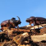 Nashornkäfer brauchen Totholz © Bio Forschung Austria