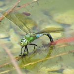 Große Königslibelle bei der Eiablage © Bio Forschung Austria