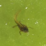 Teichmolchlarve © Bio Forschung Austria