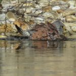Turmfalke badet im Teich November 2018 © Bio Forschung Austria