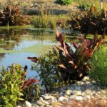Wasserampfer Im Herbst © Bio Forschung Austria