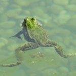 Wasserfrosch © Bio Forschung Austria