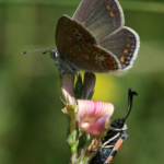 Kleiner Esparsetten-Bläuling – Polyommatus thersites. Eine gefährdete Schmetterlingsart, die die im Raupenstadium auf Esparsette angewiesen ist. Foto Z. Laštůvka