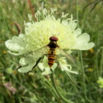 Schwebfliege auf gelber Witwenblume © Bio Forschung Austria