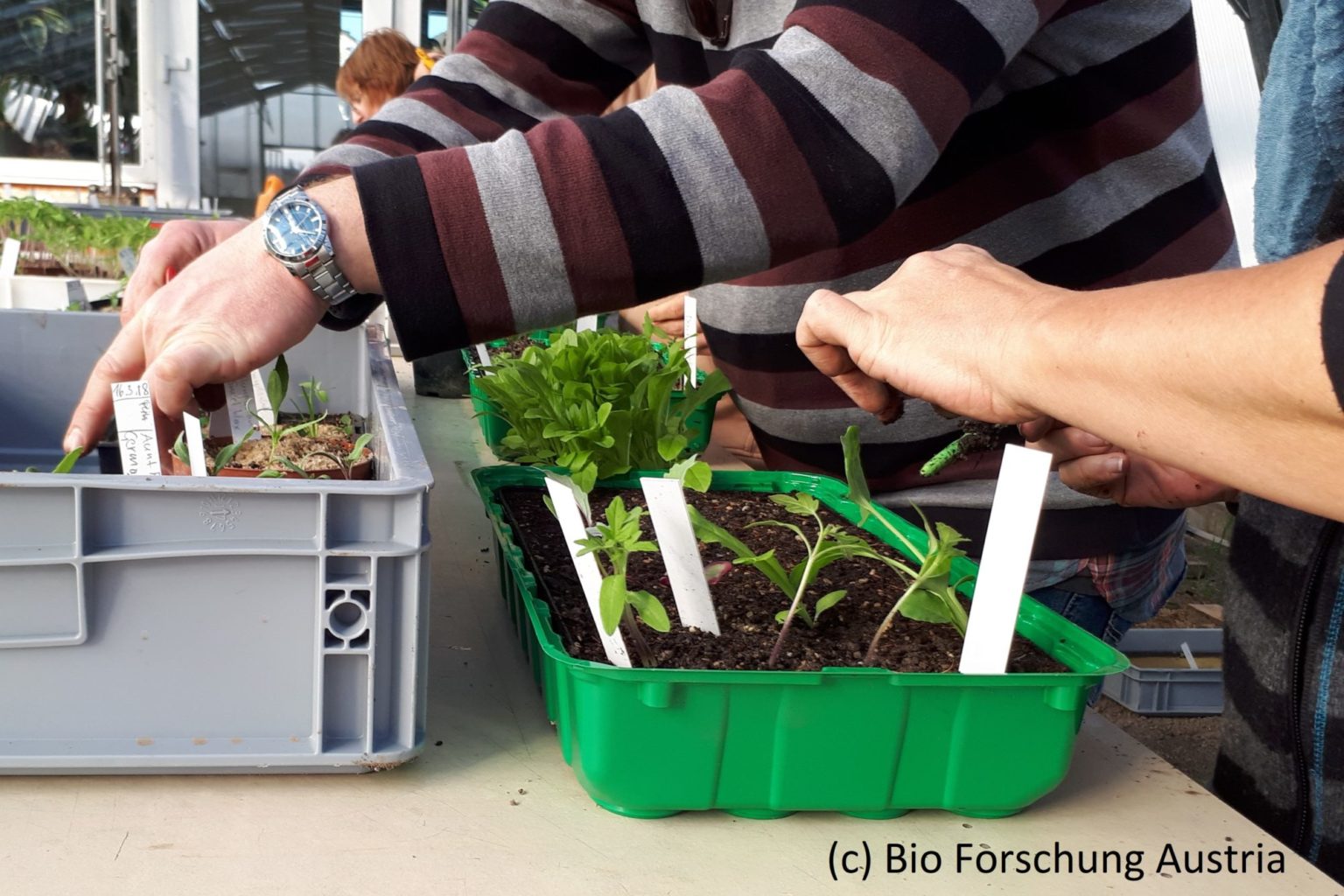 2018-pikieren-im-gew-chshaus-bio-forschung-austria
