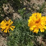 Tagetes Essling © Bio Forschung Austria, Lisa Doppelbauer